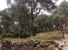 Sold  : Urgent sale of new house in Old Bar with big plot with olives