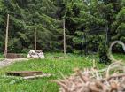 Legalized house in Zabljak with fireplace surrounded by coniferous forest