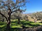 House in Bar for sale with pool in a cascading olive grove