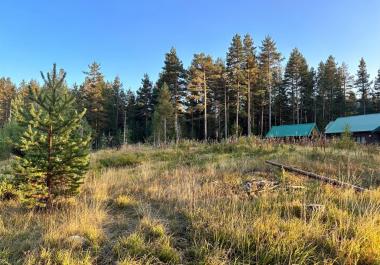 Secluded 578 m2 land plot in scenic pine forest, Zabljak