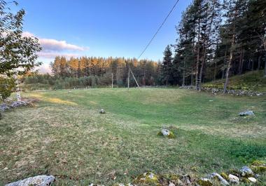 Breathtaking forest land in Zabljak, Montenegro amidst pine woods