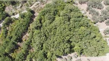 Exclusive 5700 m2 land with oak and olives for camping or eco village Dobra Voda