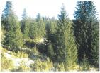 Exclusive mountain land for hunting farm 19720 m amidst pristine Durmitor nature