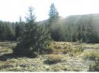Exclusive mountain land for hunting farm 19720 m amidst pristine Durmitor nature