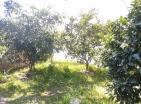Luxurious seaside 170 m2 house in Bar with sea views and orchard