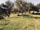 Sold  : New house in Bar, Burtaiši in green olive grove