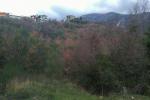 Land for sale in Becici 4470 m2